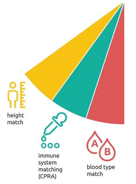 Candidates with harder-to-match blood types will have more points than those who easier to match with potential donors. CPRA is a medical test that measures how likely a person is to have an immune system rejection to most organ offers. The higher the CPRA value, the greater the risk of rejection. For example, a person with a CPRA of 80 could not be a match with organs from 80 percent of donors. Patients with a high CPRA (harder to match) will get more points to qualify for offers that may match them. People with a low CPRA (easier to match with most donors) will have fewer points, or none at all, in this category. Donor lungs must be a reasonable size match within the patient’s chest. Patients who are much shorter or taller than average tend to get fewer matching lung offers than those who are of more common height. For this reason, candidates who are either very short or very tall will have more points in order to have better access to donors that could be a match.